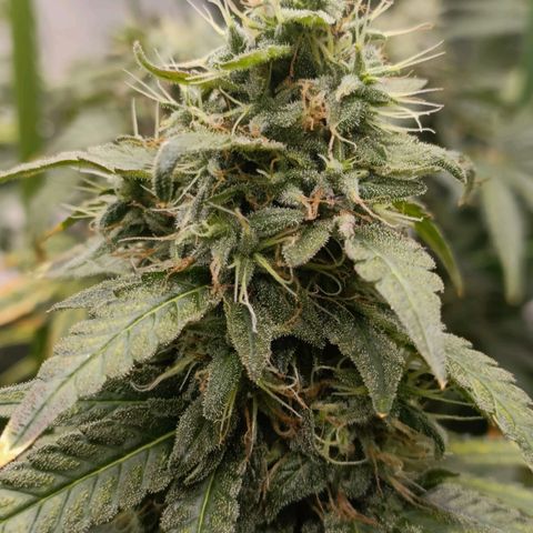 Bubble Gum growlog timeline photo
