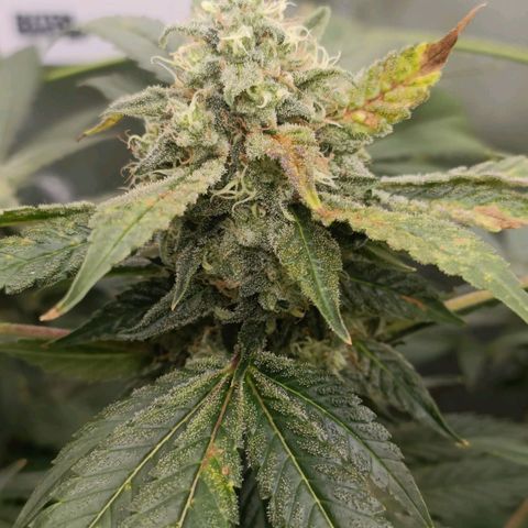 Bubble Gum growlog timeline photo