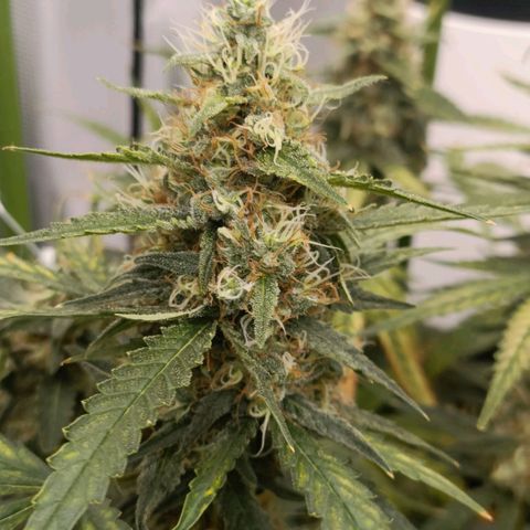 Bubble Gum growlog timeline photo
