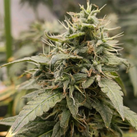 Bubble Gum growlog timeline photo