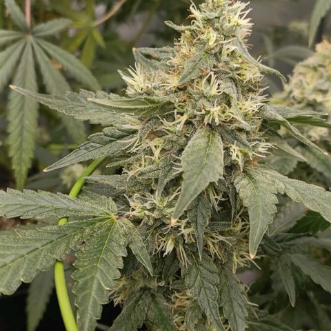Bubble Gum growlog timeline photo