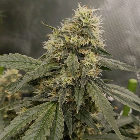 Bubble Gum growlog timeline photo