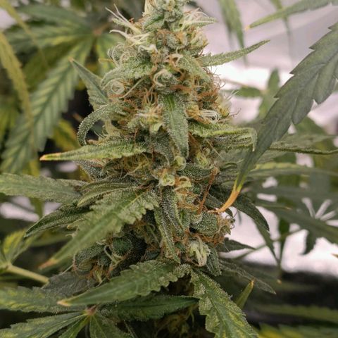 Bubble Gum growlog timeline photo