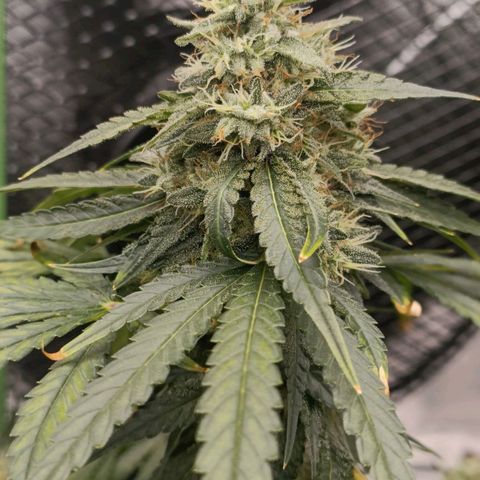 Bubble Gum growlog timeline photo
