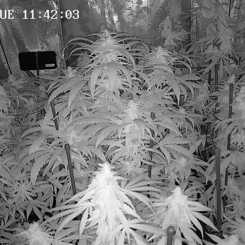 Bubble Gum growlog timeline photo