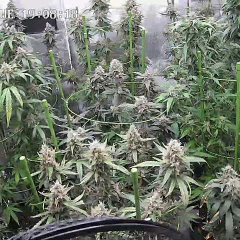 Bubble Gum growlog timeline photo