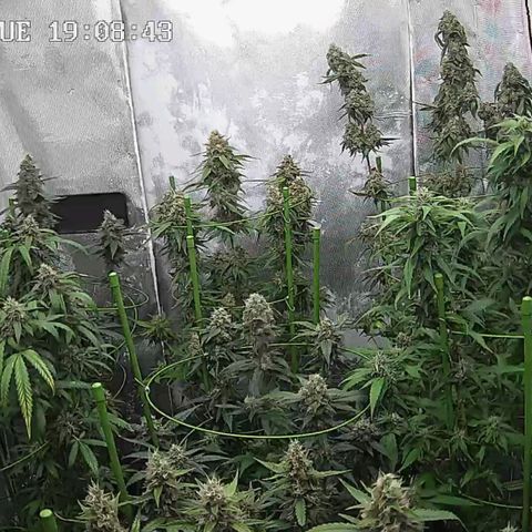 Bubble Gum growlog timeline photo