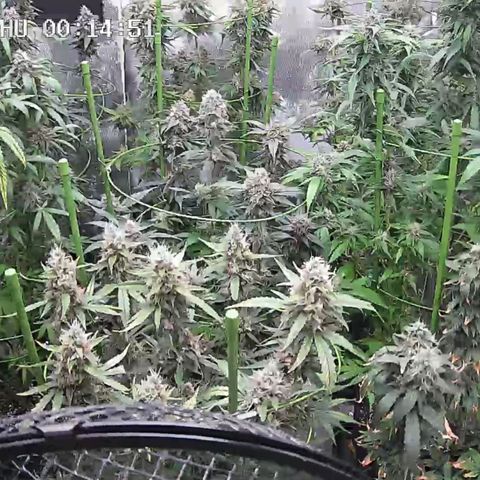 Bubble Gum growlog timeline photo