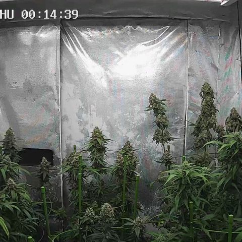 Bubble Gum growlog timeline photo