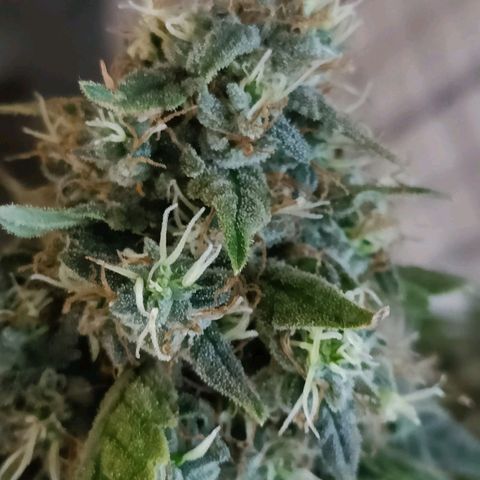 Bubble Gum growlog timeline photo