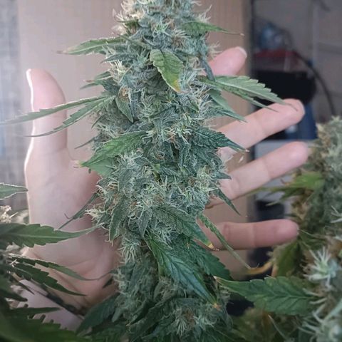 Bubble Gum growlog timeline photo