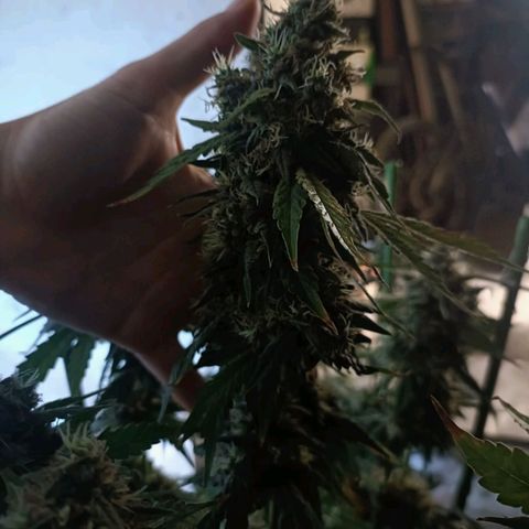 Bubble Gum growlog timeline photo