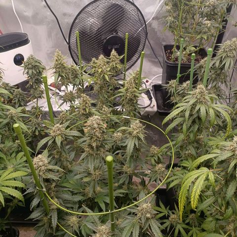 Bubble Gum growlog timeline photo