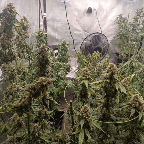 Bubble Gum growlog timeline photo