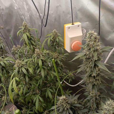 Bubble Gum growlog timeline photo