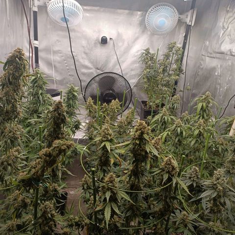 Bubble Gum growlog timeline photo
