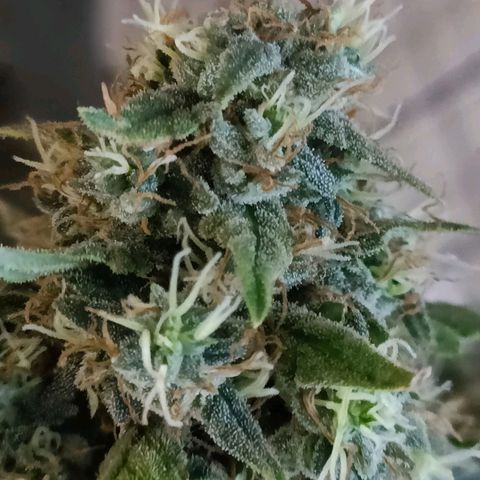 Bubble Gum growlog timeline photo