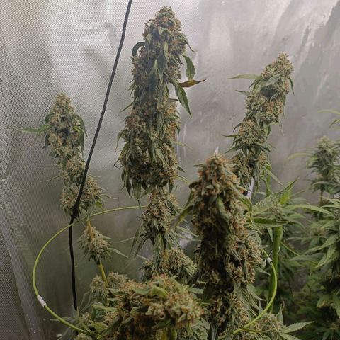 Bubble Gum growlog timeline photo