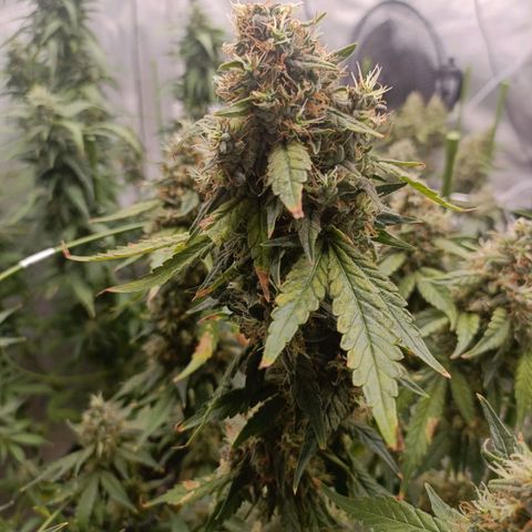 Bubble Gum growlog timeline photo