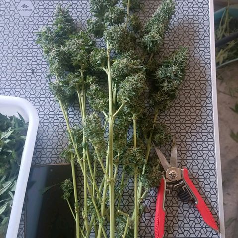 Bubble Gum growlog timeline photo