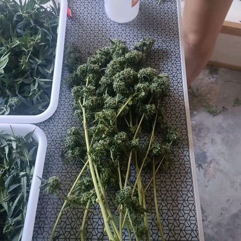 Bubble Gum growlog timeline photo