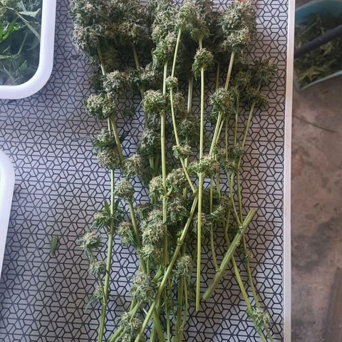 Bubble Gum growlog timeline photo