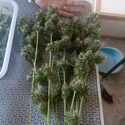 Bubble Gum growlog timeline photo