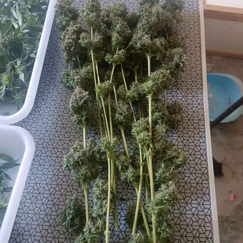 Bubble Gum growlog timeline photo