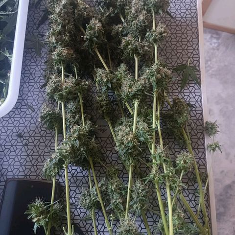 Bubble Gum growlog timeline photo