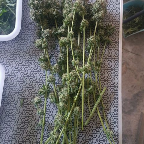 Bubble Gum growlog timeline photo