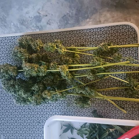 Bubble Gum growlog timeline photo