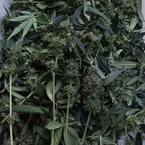 Bubble Gum growlog timeline photo