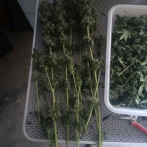 Bubble Gum growlog timeline photo