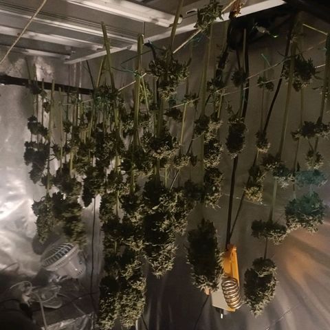 Bubble Gum growlog timeline photo