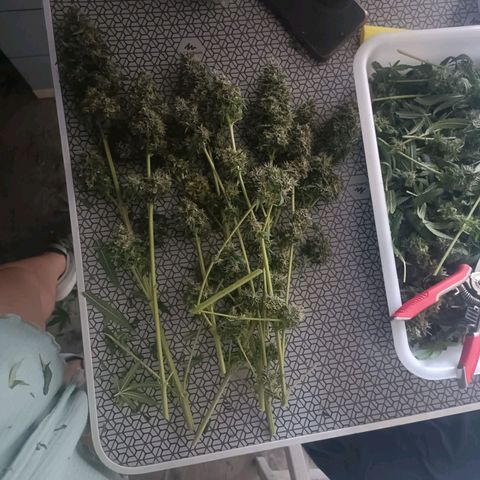 Bubble Gum growlog timeline photo
