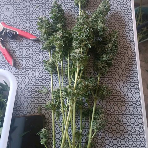 Bubble Gum growlog timeline photo