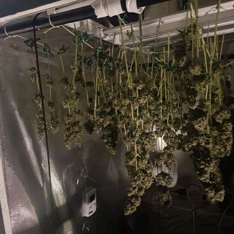 Bubble Gum growlog timeline photo