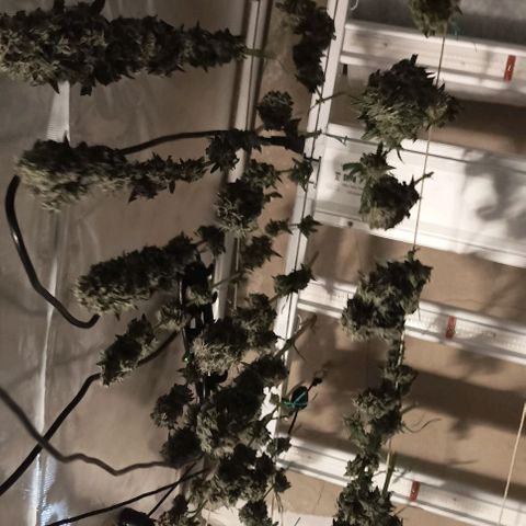 Bubble Gum growlog timeline photo