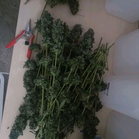 Bubble Gum growlog timeline photo