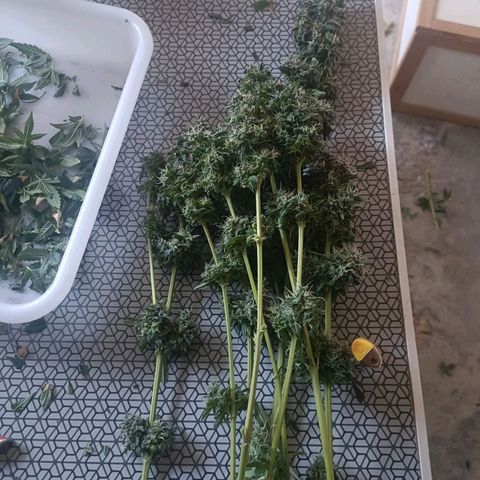 Bubble Gum growlog timeline photo