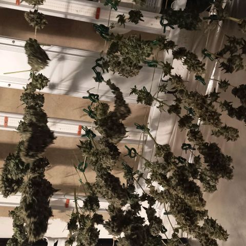 Bubble Gum growlog timeline photo