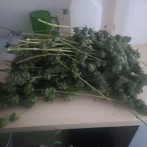 Bubble Gum growlog timeline photo