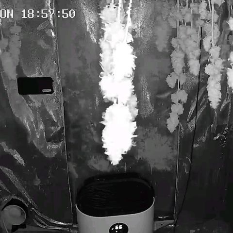 Bubble Gum growlog timeline photo