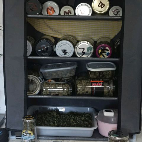Bubble Gum growlog timeline photo