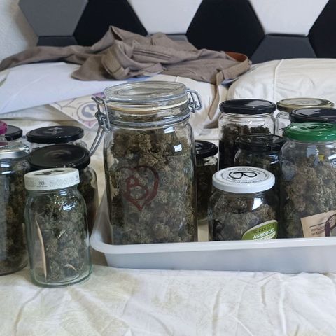 Bubble Gum growlog timeline photo