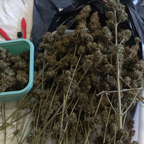 Bubble Gum growlog timeline photo