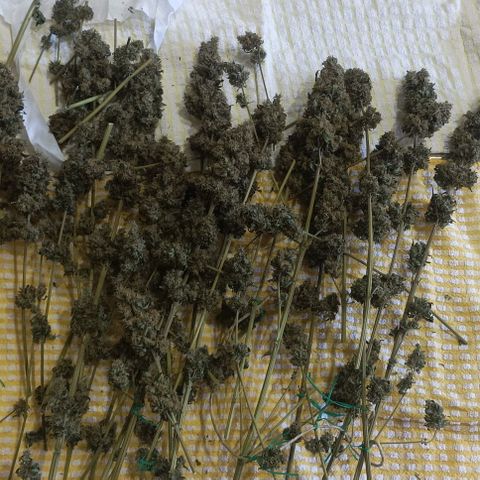 Bubble Gum growlog timeline photo