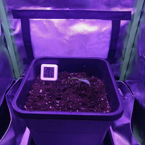 Critical growlog timeline photo