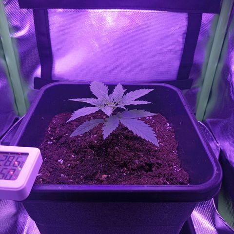 Critical growlog timeline photo