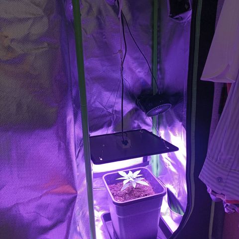 Critical growlog timeline photo